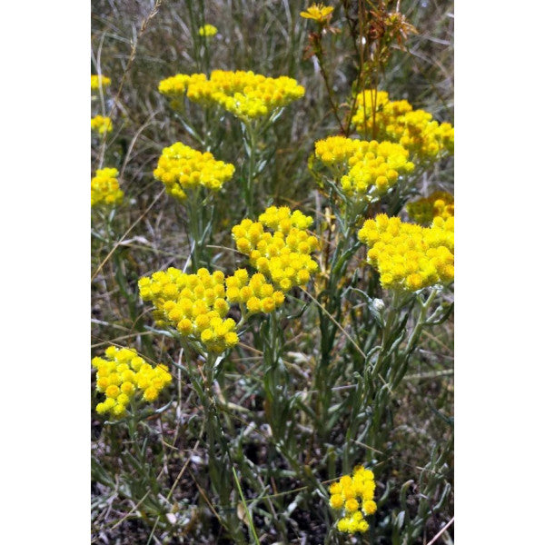 Organikbitkim Golden Grass - Immortal Flower / Kudama 250 Gr