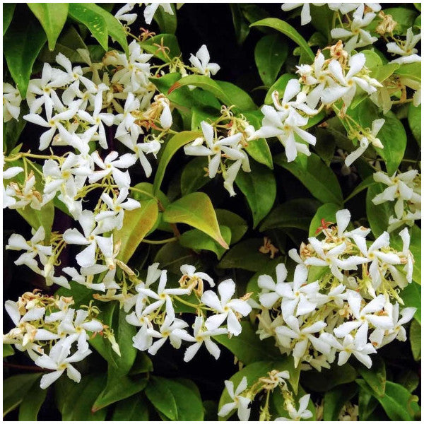 Organik Bitkim Jasmine Flower 500 Gr