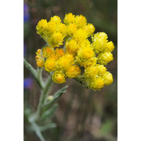 Organikbitkim Golden Grass - Immortal Flower / Kudama 250 Gr